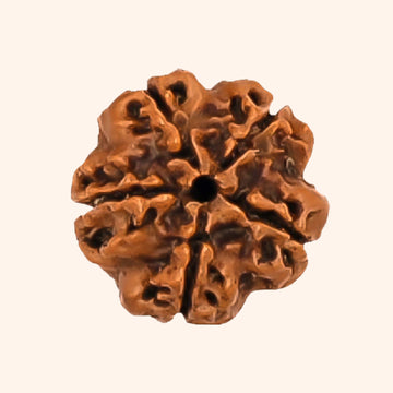 VASTU VARDAN 5 MUKHI RUDRAKSHA