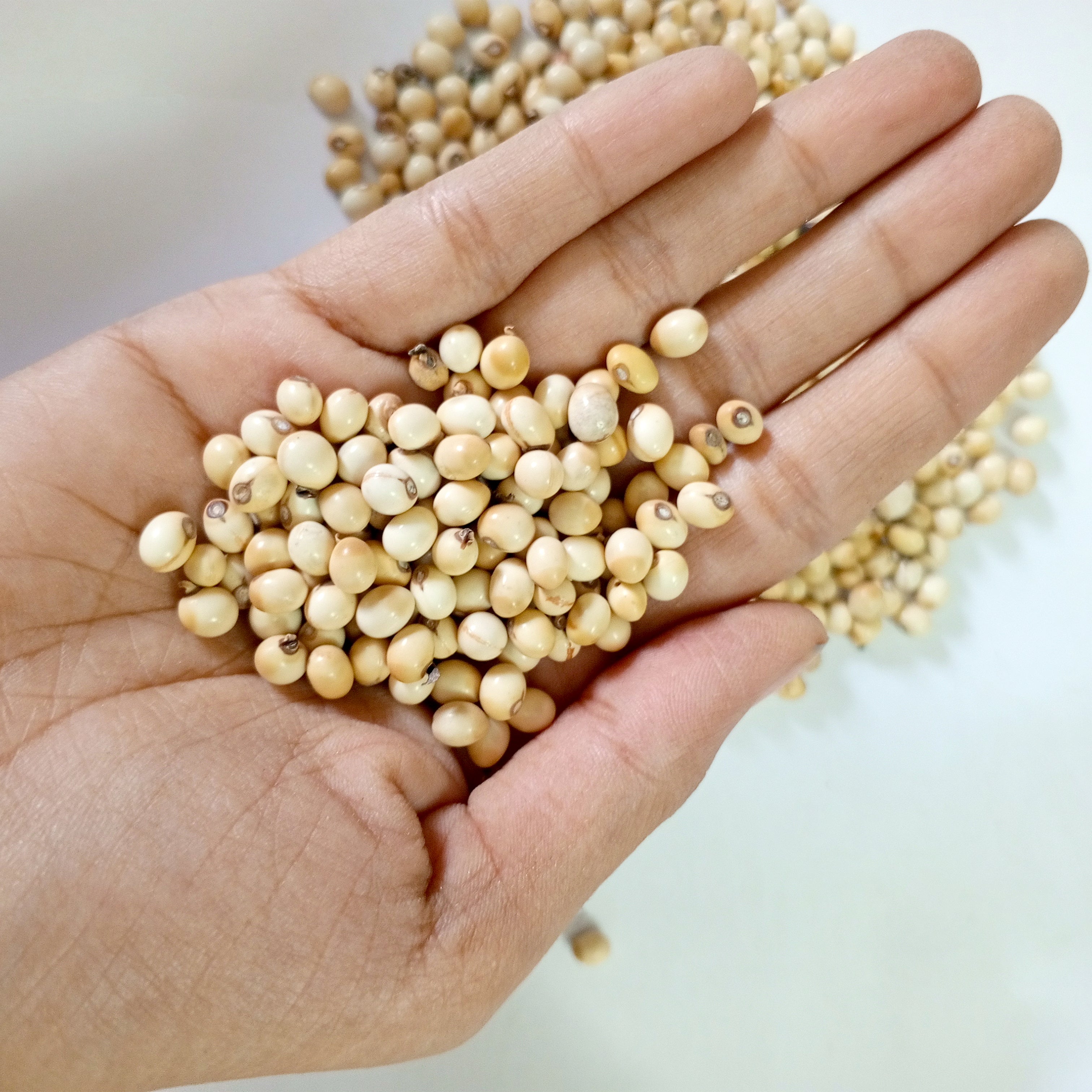 VASTU VARDAN WHITE GUMCHI 1 KG