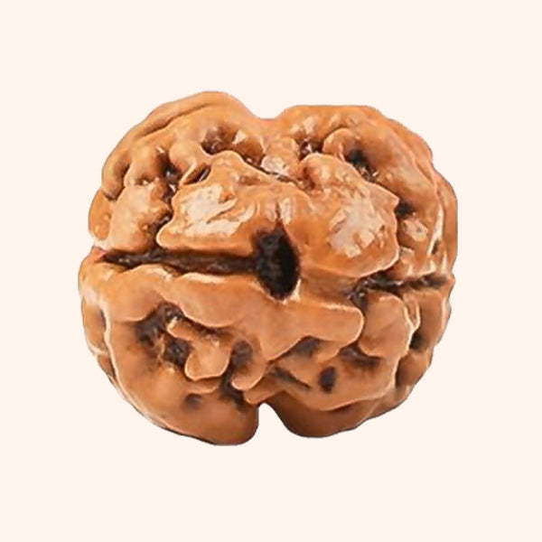 2 MUKHI RUDRAKSHA