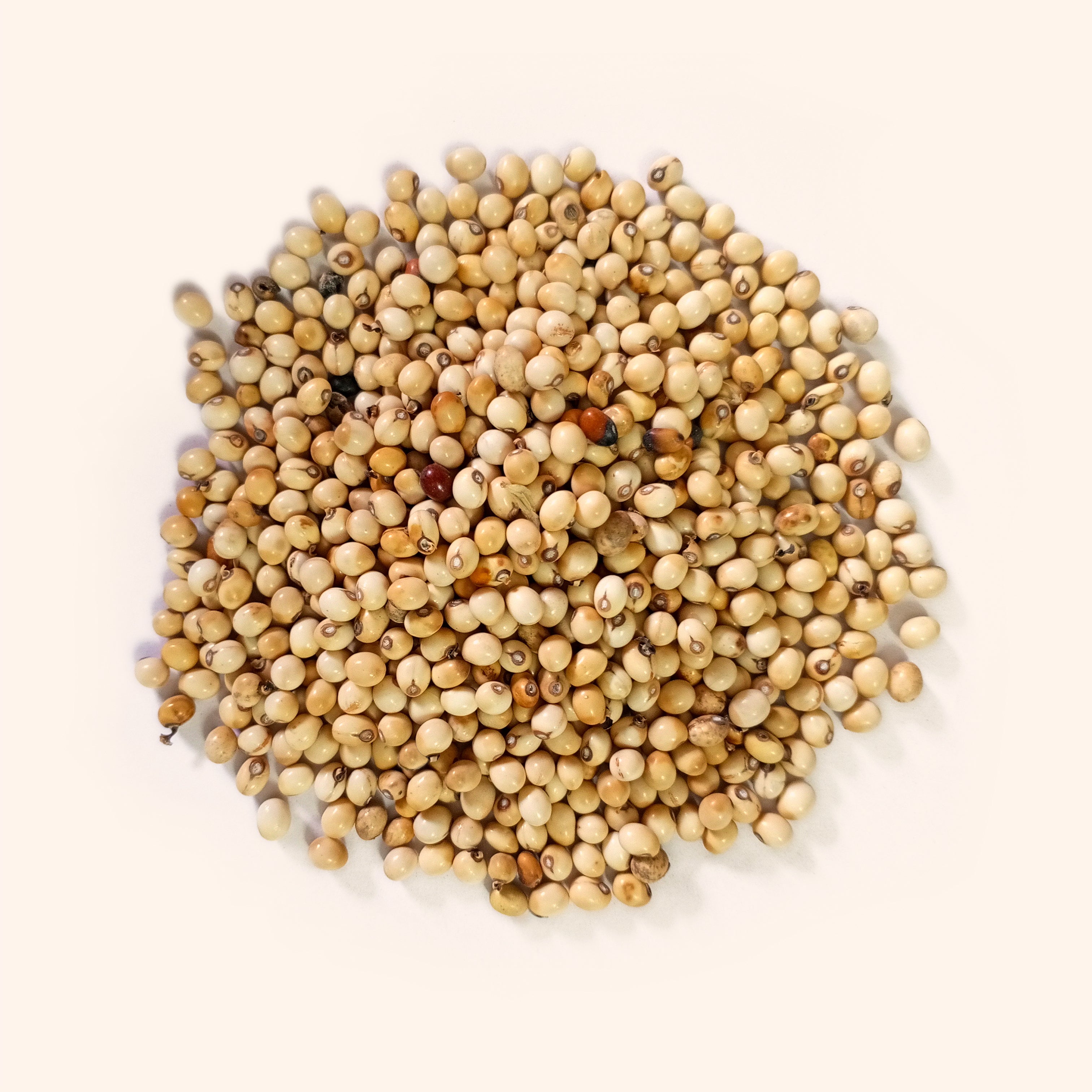 VASTU VARDAN WHITE GUMCHI 1 KG