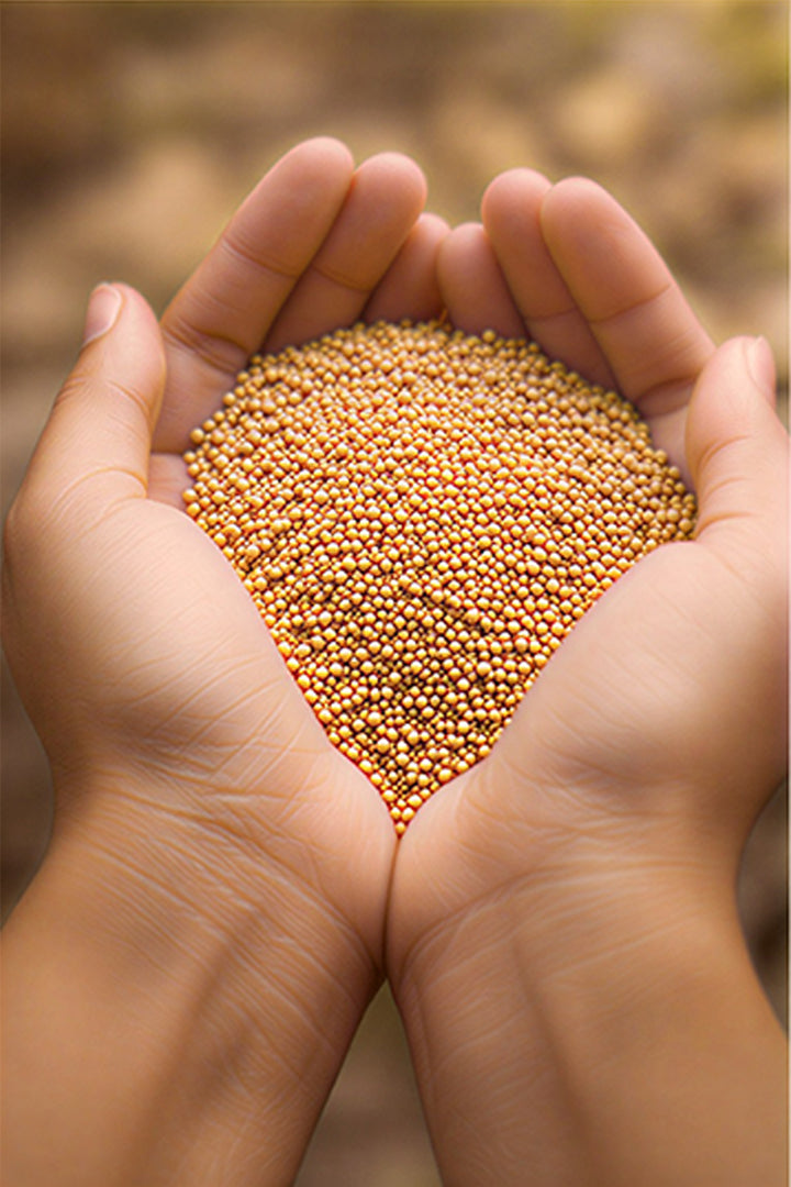 YELLOW SARSO 1 KG - Energy Cleansing & Problem Removal Remedies