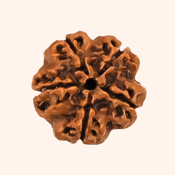 VASTU VARDAN 5 MUKHI RUDRAKSHA