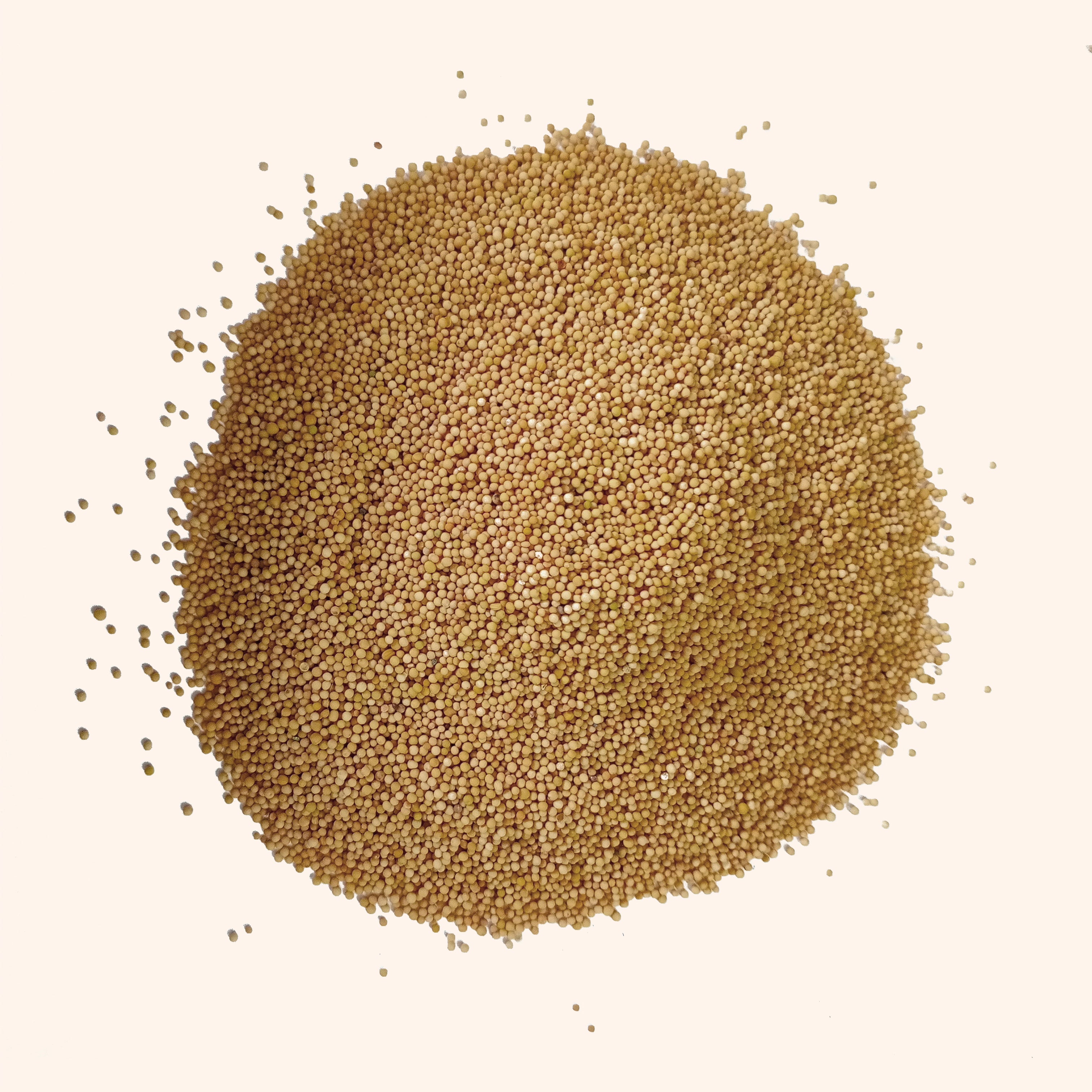 VASTU VARDAN YELLOW SARSO 1 KG