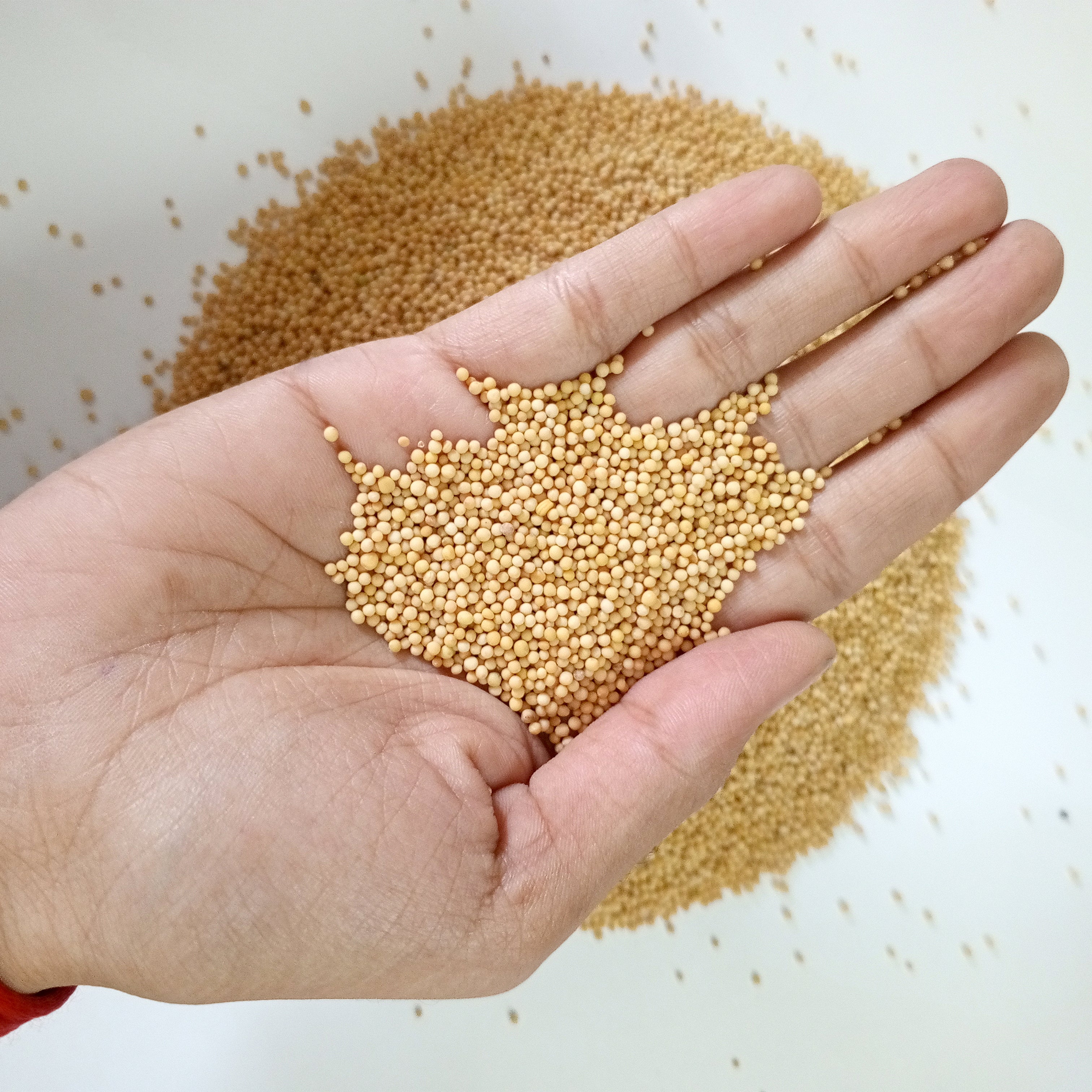 VASTU VARDAN YELLOW SARSO 1 KG