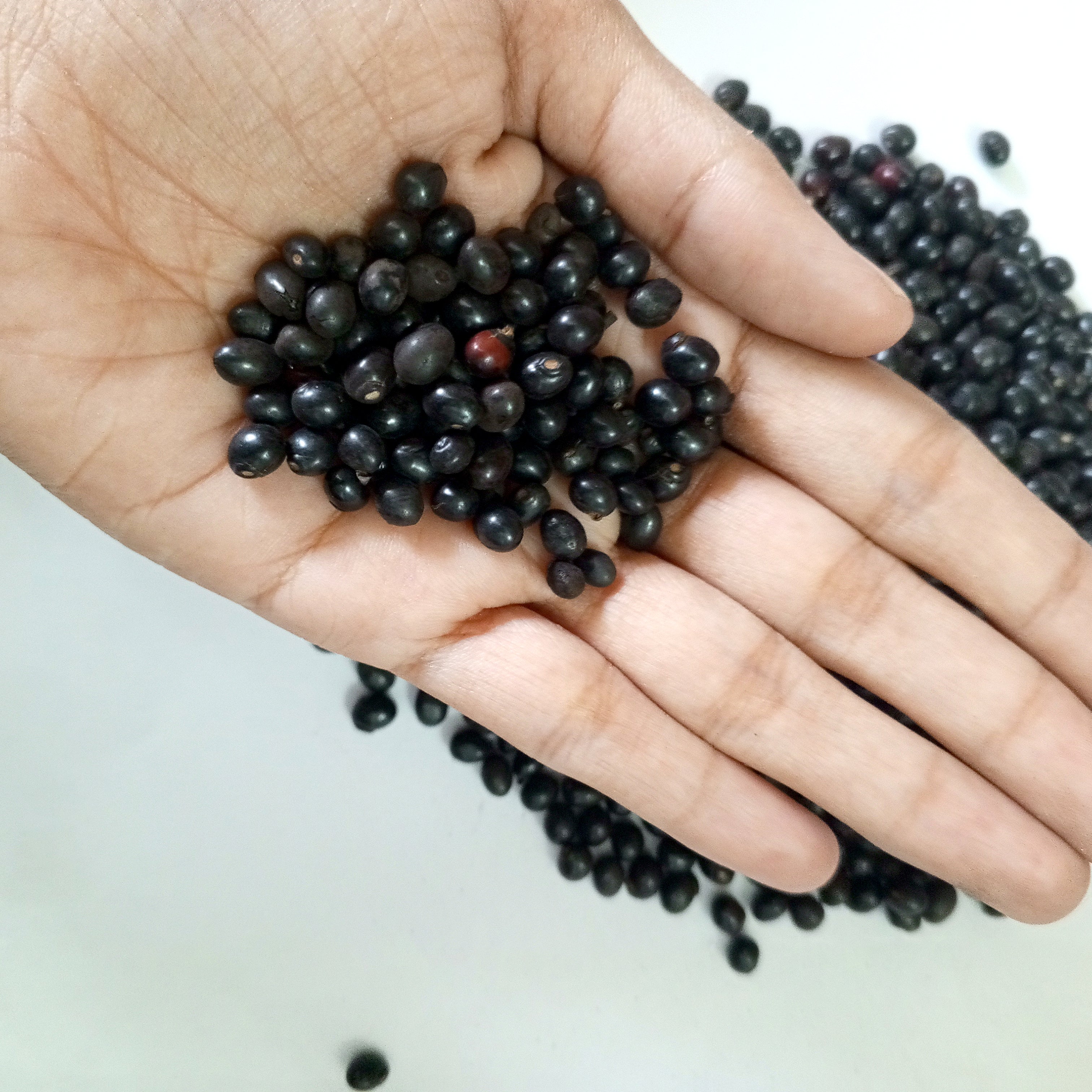 VASTU VARDAN BLACK GUMCHI 1 KG