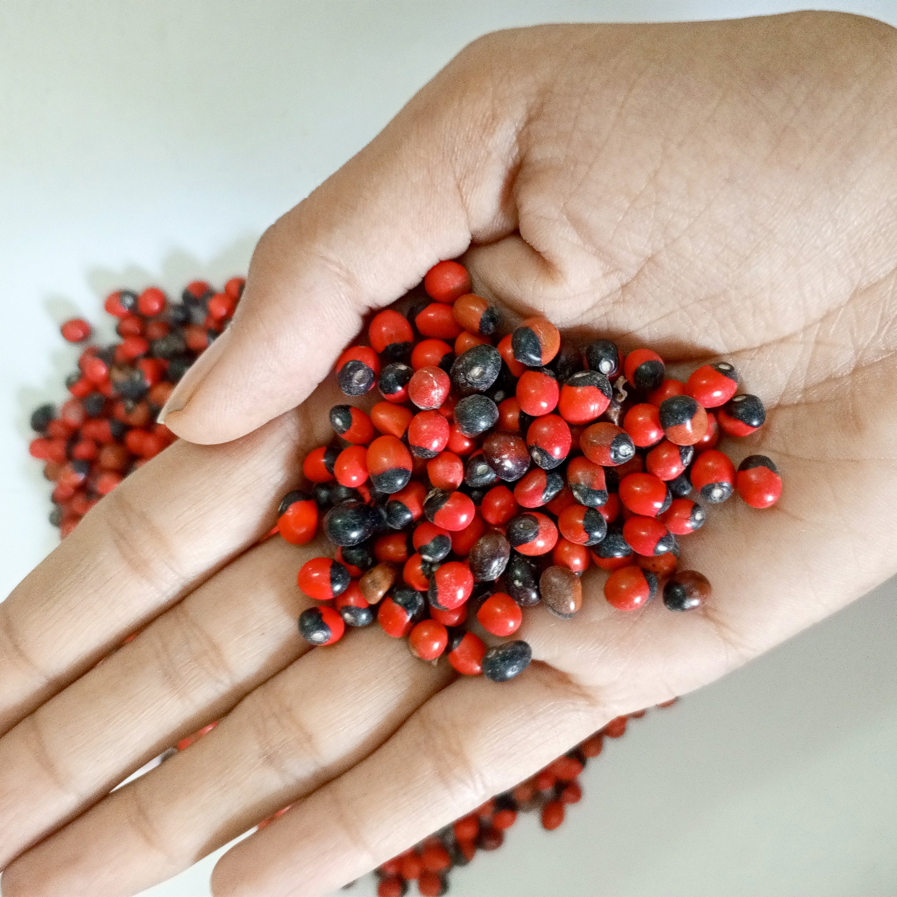 VASTU VARDAN RED GUMCHI 1 KG