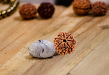 RUDRAKSHA- 7 MUKHI