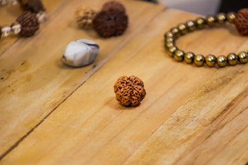 RUDRAKSHA- 4 MUKHI