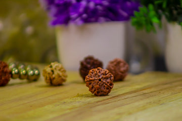 RUDRAKSHA- 5 MUKHI