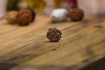 RUDRAKSHA- 6 MUKHI