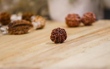 RUDRAKSHA- 8 MUKHI