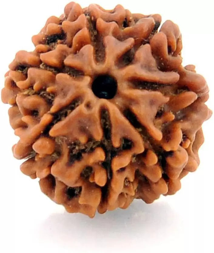 RUDRAKSHA- 7 MUKHI